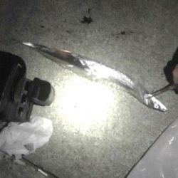 焼津港　太刀魚連日釣果、ヤリイカ、コウイカも釣れてます